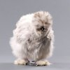 Splash Silkie trống.jpg