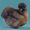 Partridge Silkie.jpg