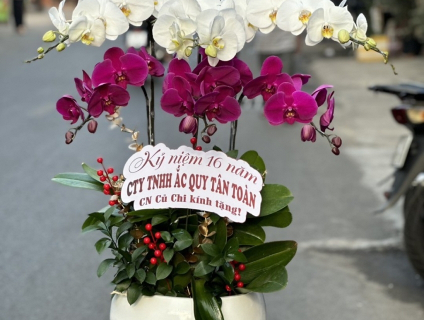 Shop hoa lan hồ điệp đẹp Sài Gòn nhiều mẫu nhiều màu hoa lựa chọn