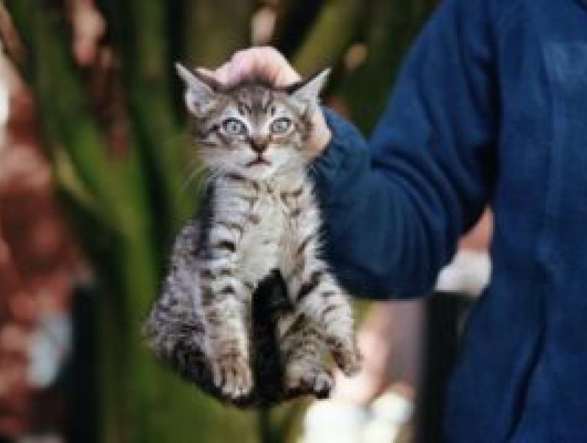 6 lý do bạn không bao giờ được túm gáy mèo