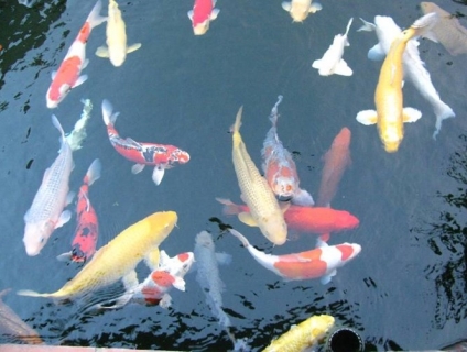 Xử lý nước hồ nuôi cá Koi