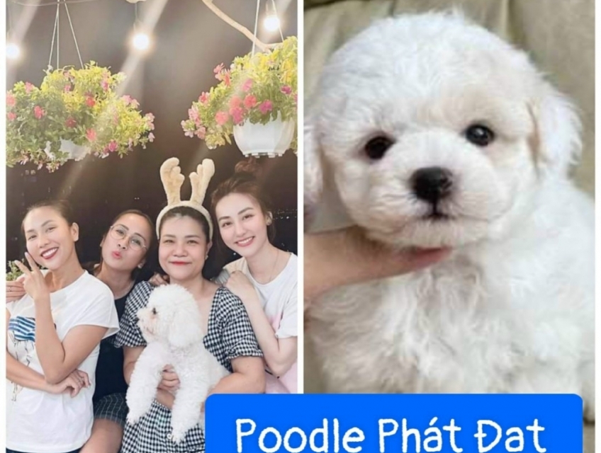 Chó Poodle - Bán Chó Poodle Thuần Chủng - Poodle Tiny -LH 0933.949496