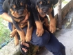 Hcm bán chó rottweiler thuần chủng