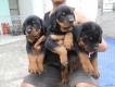 Chuyên cung cấp chó giống Rottweiler thuần chủng