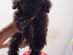 Bán poodle 4 tháng tuổi( trại chó chú Dũng)