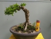 Giao lưu vài em bonsai mini giá mềm!!!  giá tốt tại 5giay.vn