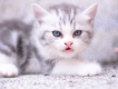 Nhận đặt gạch đàn mèo Scottish tai cụp, silver tappy, bicolor