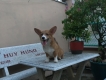 Cún corgi 6 tháng tuổi