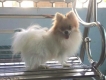 chó con siêu dễ thương. Ba phóc sóc pomeranian mẹ Bắc kinh thuần chủng