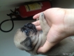 Pug Mini HCM