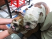 Bình Dương-Bulldog Puppies Hậu Duệ Suri Sinh 26-3