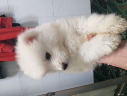 Tìm Chủ Mới Cho 5 Pé Samoyed