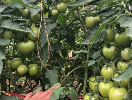 hạt giống cà chua  siêu chịu nhiệt, cà chua F1, thái lan, jupiter 9.0
