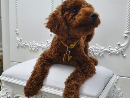 Poodle Thuần Chủng giá rẻ