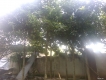Bán cây thala (sala) hơn 6 năm tuổi chu vi 50-70cm, cao 7-10m