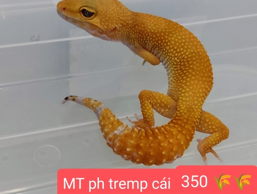 leopard gecko thằn lằn da báo