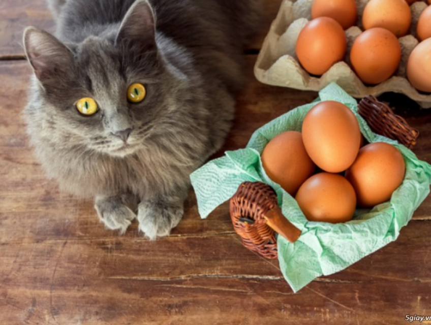 5 loại thực phẩm bổ dưỡng cho mèo