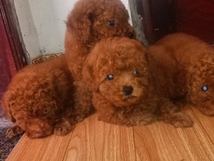 CẦN BÁN chó POODLE màu nâu đỏ thuần chủng 2.500.000đ