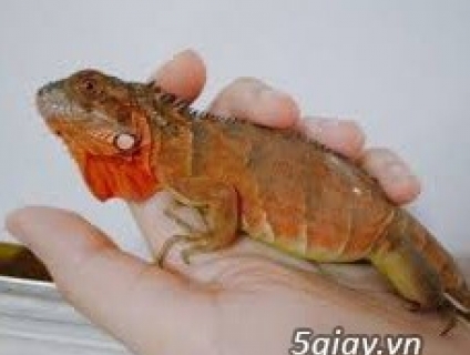 Iguana Rồng Nam Mỹ Đỏ Baby