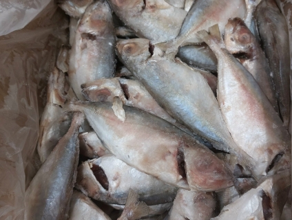 Cá tráo, cá mối đông lạnh hàng dạt  giảm chất lượng giá rẽ
