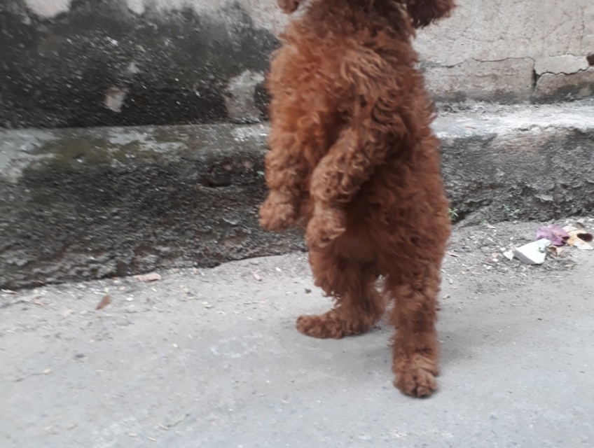 chó poodle đã biết đi 2 chân bút đồ