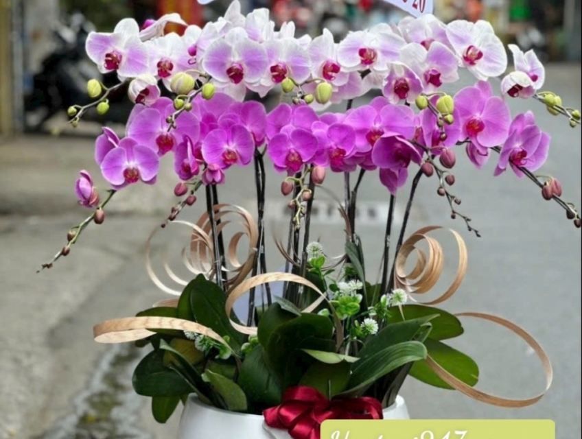 Shop hoa lan đẹp tphcm chuyên Lan Hồ Điệp Apollo cao cấp