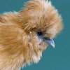 Bearded Buff Silkie mái.jpg
