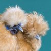 Beard Buff Silkie in Pair.jpg