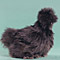 Black Beard Silkie.jpg