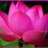 chinhnet55