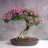 Binh_Bonsai
