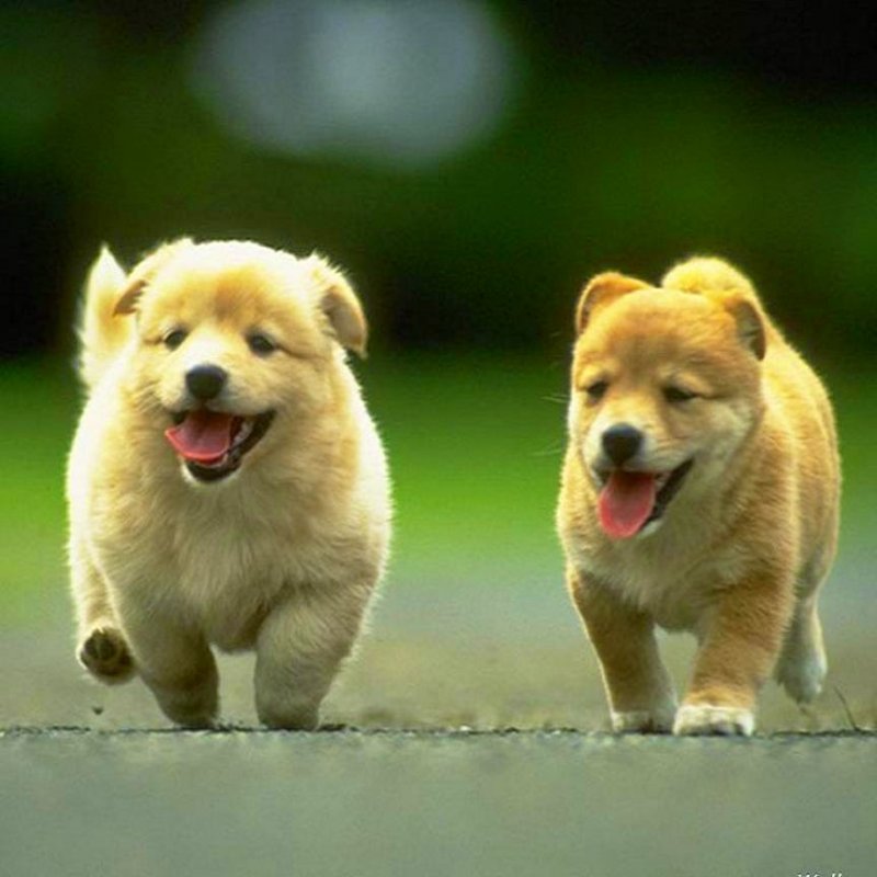 Mua bán thú cưng, vật nuôi giá tốt 5Giay.vn