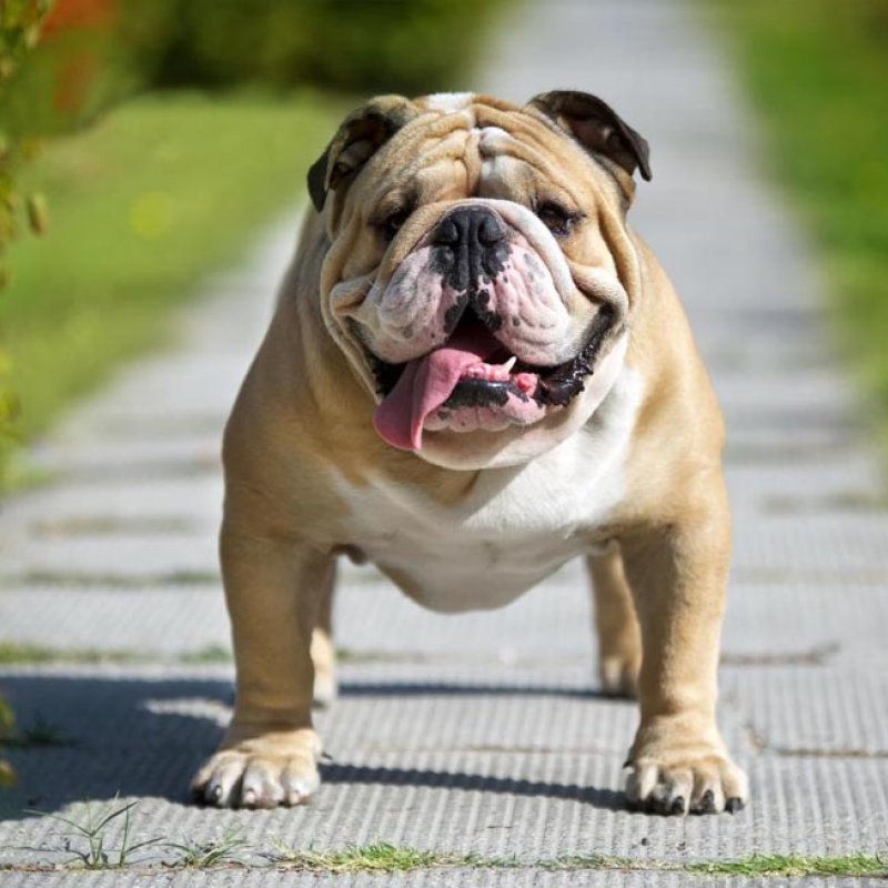 Chó Bulldog | Mua Bán Chó Bulldog Đẹp Thuần Chủng Giá Rẻ 5Giay