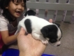 Quận BT Cần bán : chó chiahuahua lai fox cute