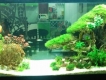Lũa thủy sinh thiết kế setup hồ thủy sinh tại Thủ Đức Sài Gòn