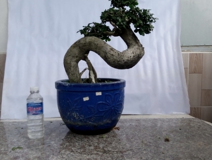 Bán một số cây cảnh bonsai