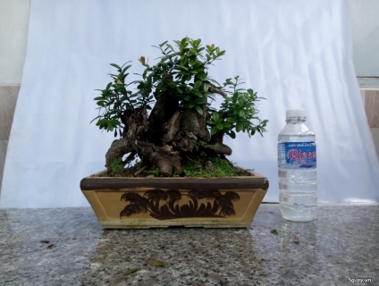 Bán cây cảnh mini và bonsai