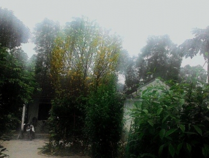 Bán cây mai cổ thụ 85tr