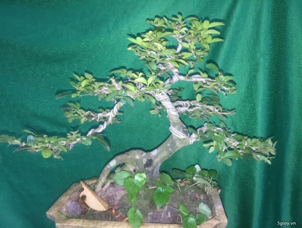 Vày cây kim quýt giao lưu anh em.