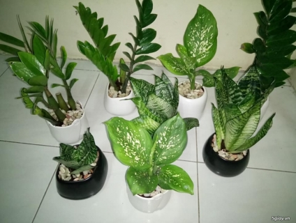 Bán Cây Cảnh Để Bàn, Văn Phòng