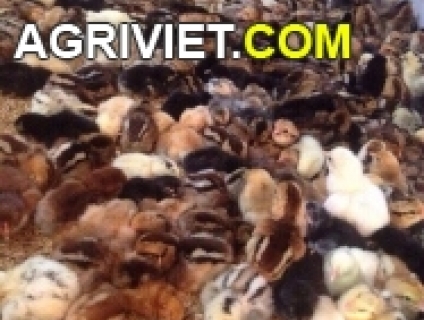 MIỀN NAMBán giống gà nòi ( gà ta thả vườn Bến tre),gà nuôi tết LH: 093