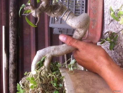 Mct lá lớn và bùm sụm