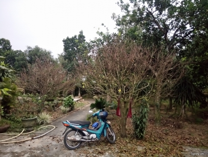 BÁN CÂY MAI VÀNG KHỦNG 50 tuổi tại Đà Nẵng.(02 cây: 250tr)