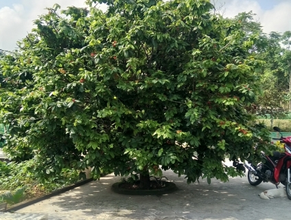 BÁN CÂY MAI VÀNG KHỦNG tại Quãng Nam