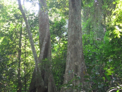 Cây giáng hương cổ thụ giá bao nhiêu?