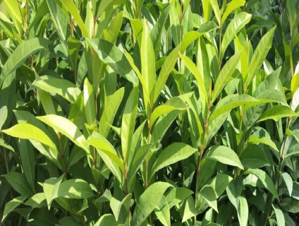 Bán nhàu giống số lượng lớn