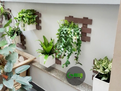 Thiết kế, trang trí ban công, chậu hoa, cây cảnh