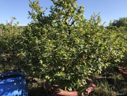 BÁN VÀ CHO THUÊ MAI TẾT 2019