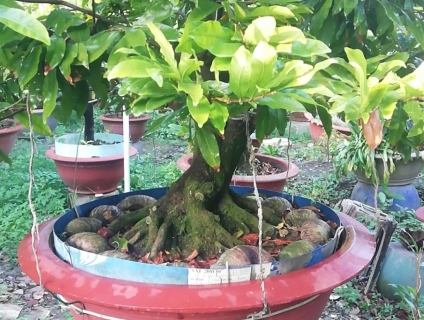 Mai vàng cổ hoành 60 dáng đẹp