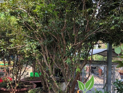 NHO THÂN GỖ (XUẤT XỨ BRAZIL)- ĐÔC ĐÁO LẠ MẮT- ĐANG ĐƯỢC SĂN LÙNG HIỆN